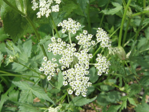 Peucedanum multivittatum