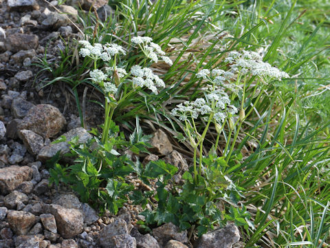 Peucedanum multivittatum