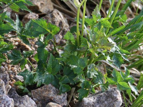 Peucedanum multivittatum