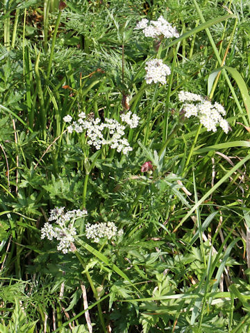 Peucedanum multivittatum