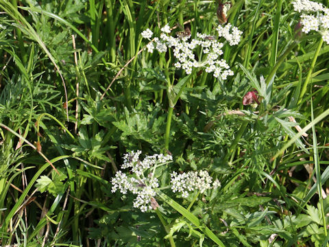 Peucedanum multivittatum