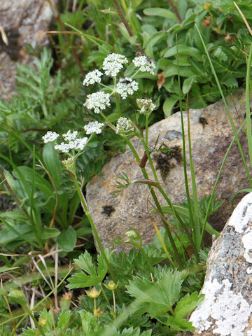 Peucedanum multivittatum