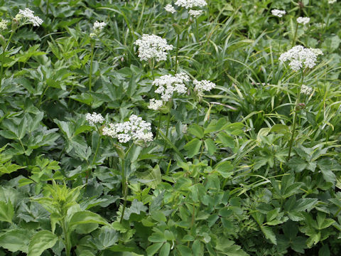 Peucedanum multivittatum