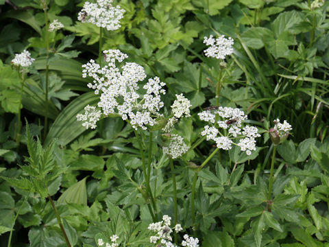 Peucedanum multivittatum