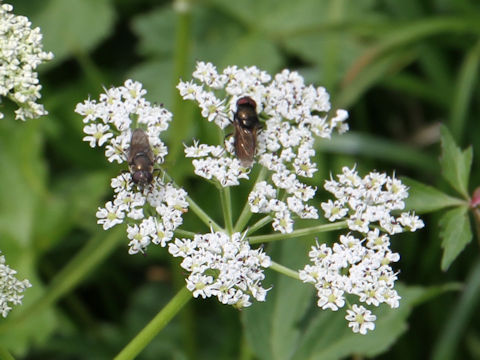 Peucedanum multivittatum