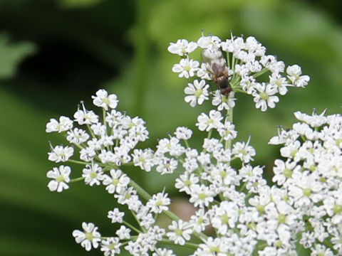 Peucedanum multivittatum