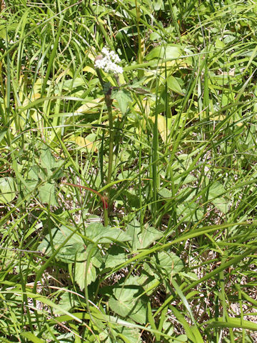 Peucedanum multivittatum