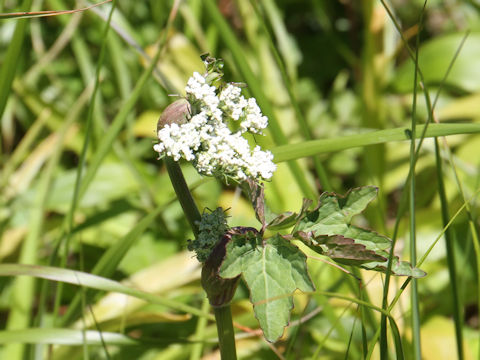 Peucedanum multivittatum