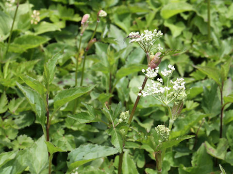 Peucedanum multivittatum