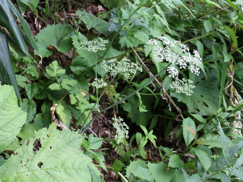 Peucedanum multivittatum