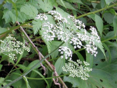 Peucedanum multivittatum