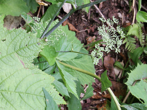 Peucedanum multivittatum