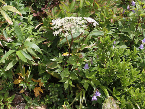 Peucedanum multivittatum