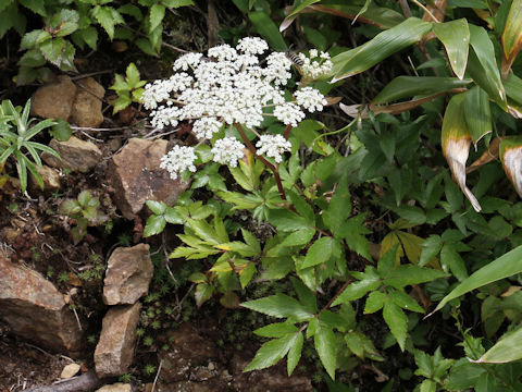 Peucedanum multivittatum