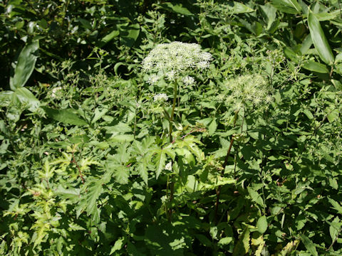 Peucedanum multivittatum