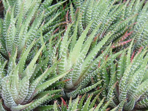 Haworthia fasciata