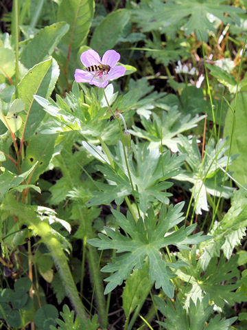 Geranium yesoense var. nipponicum