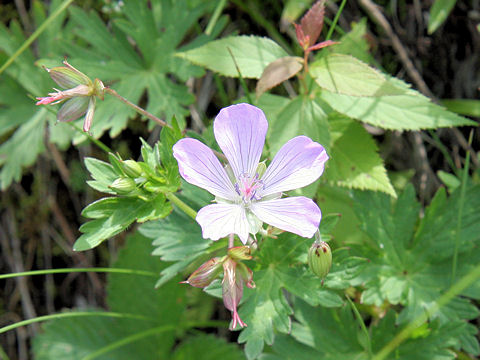 Geranium yesoense var. nipponicum