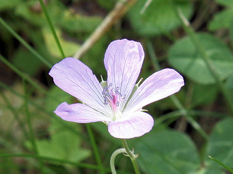 Geranium yesoense var. nipponicum