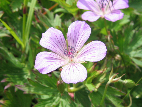 Geranium yesoense var. nipponicum