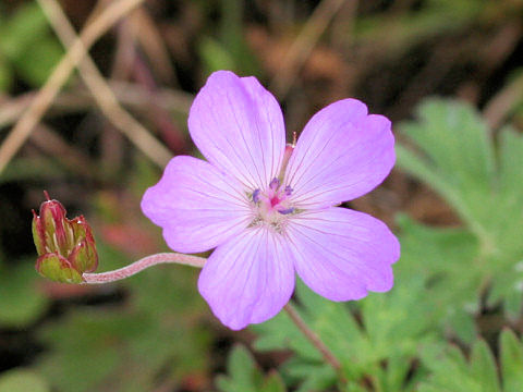 Geranium yesoense var. nipponicum