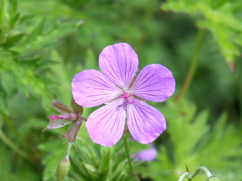 Geranium yesoense var. nipponicum