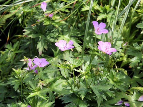 Geranium yesoense var. nipponicum