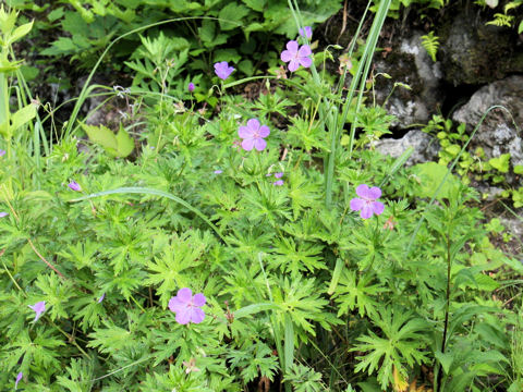 Geranium yesoense var. nipponicum