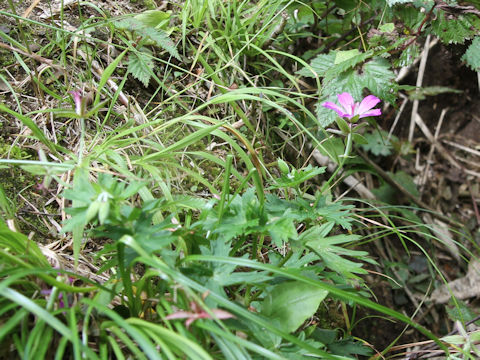 Geranium yesoense var. nipponicum