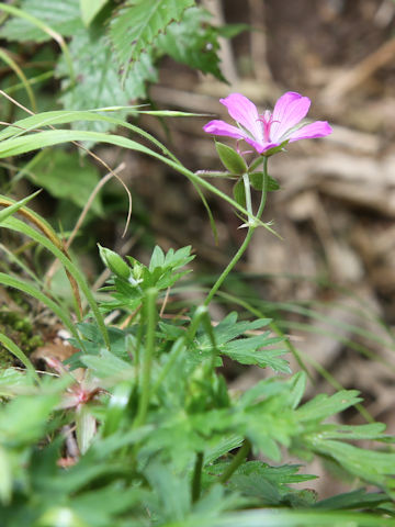 Geranium yesoense var. nipponicum