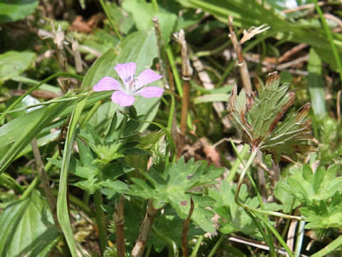 Geranium yesoense var. nipponicum