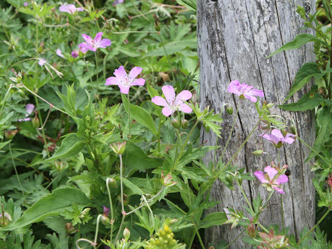 Geranium yesoense var. nipponicum