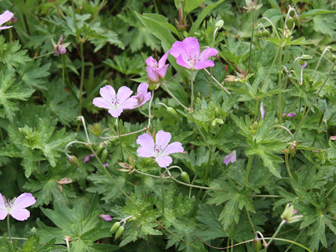 Geranium yesoense var. nipponicum