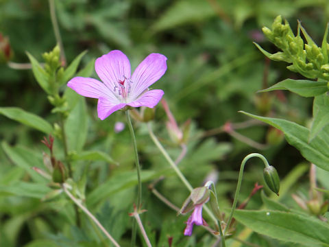 Geranium yesoense var. nipponicum