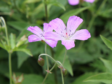 Geranium yesoense var. nipponicum