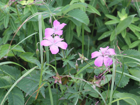 Geranium yesoense var. nipponicum