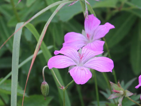 Geranium yesoense var. nipponicum