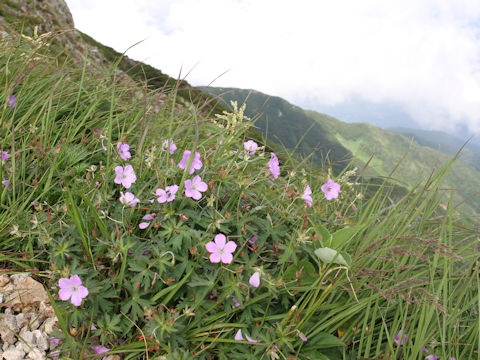 Geranium yesoense var. nipponicum