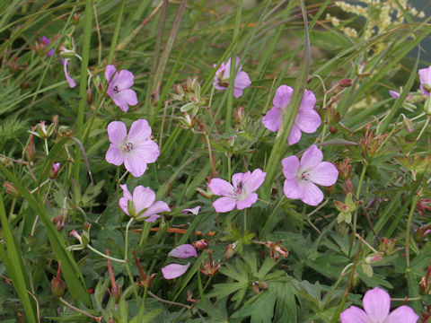 Geranium yesoense var. nipponicum