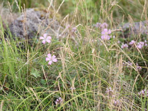 Geranium yesoense var. nipponicum