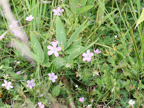 Geranium yesoense var. nipponicum