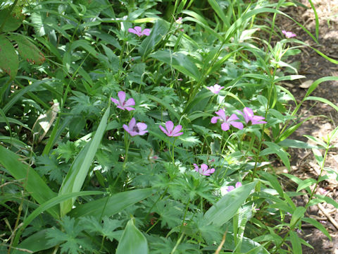 Geranium yesoense var. nipponicum