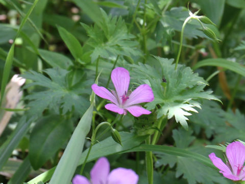 Geranium yesoense var. nipponicum