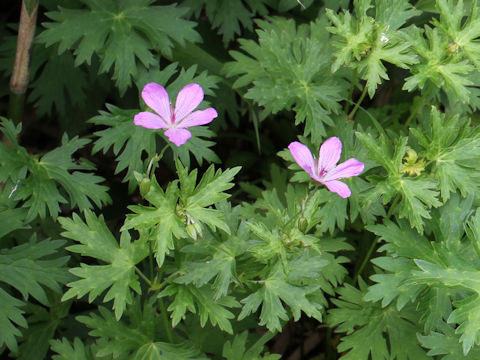 Geranium yesoense var. nipponicum