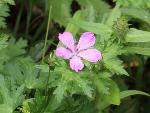 Geranium yesoense var. nipponicum