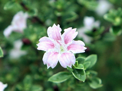 Serissa japonica