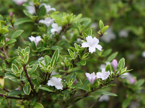 Serissa japonica