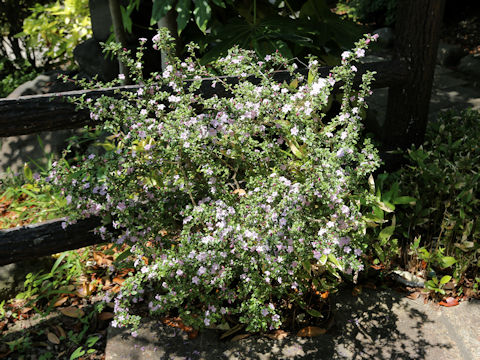 Serissa japonica