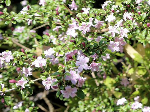 Serissa japonica