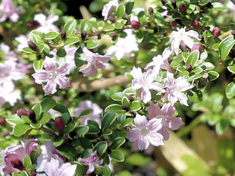 Serissa japonica